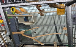 Canaries birds for sale: Canaries for sale - Image 4
