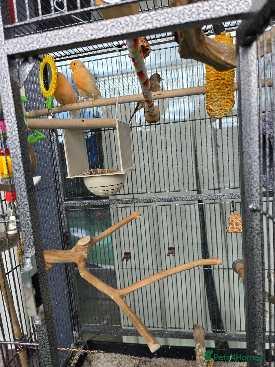 Canaries birds for sale: Canaries for sale - Image 4