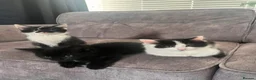 Mixed Breed cats for sale: 4 kittens for sale - Advert 6
