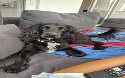 Cocker Spaniel dogs for sale: Bella - AMAZING cocker spaniel - Image 4
