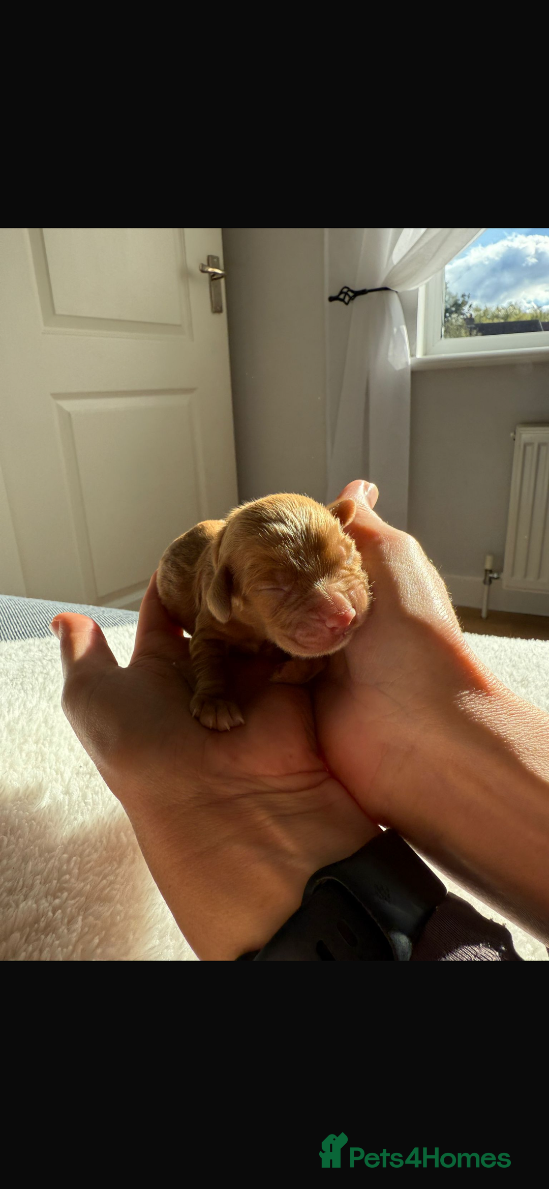 Cocker Spaniel dogs for sale: 🐶Cocker Spaniel Pups Looking for Forever Family🐶 - Image 7