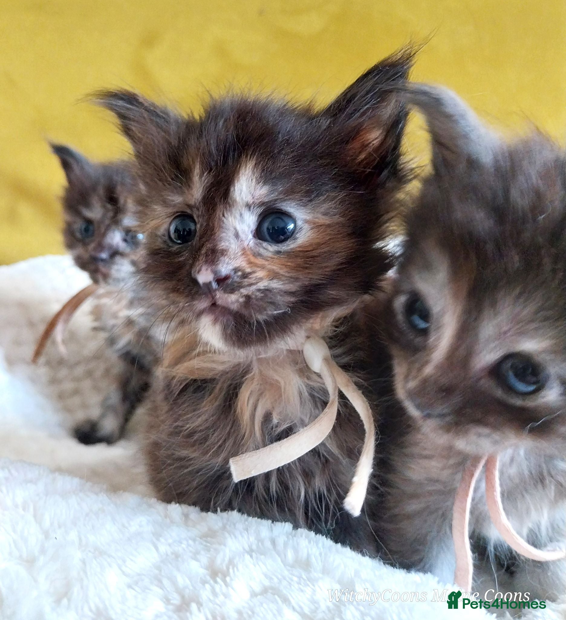 Maine Coon cats TICA Reg Maine Coon Kittens. Red. Tortie. Cream - Advert 3