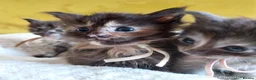 Maine Coon cats for sale: TICA Reg Maine Coon Kittens. Red. Tortie. White - Advert 1