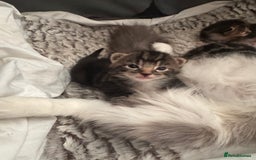 Mixed Breed cats for sale: 4 beautiful mixed breed kittens  - Image 1