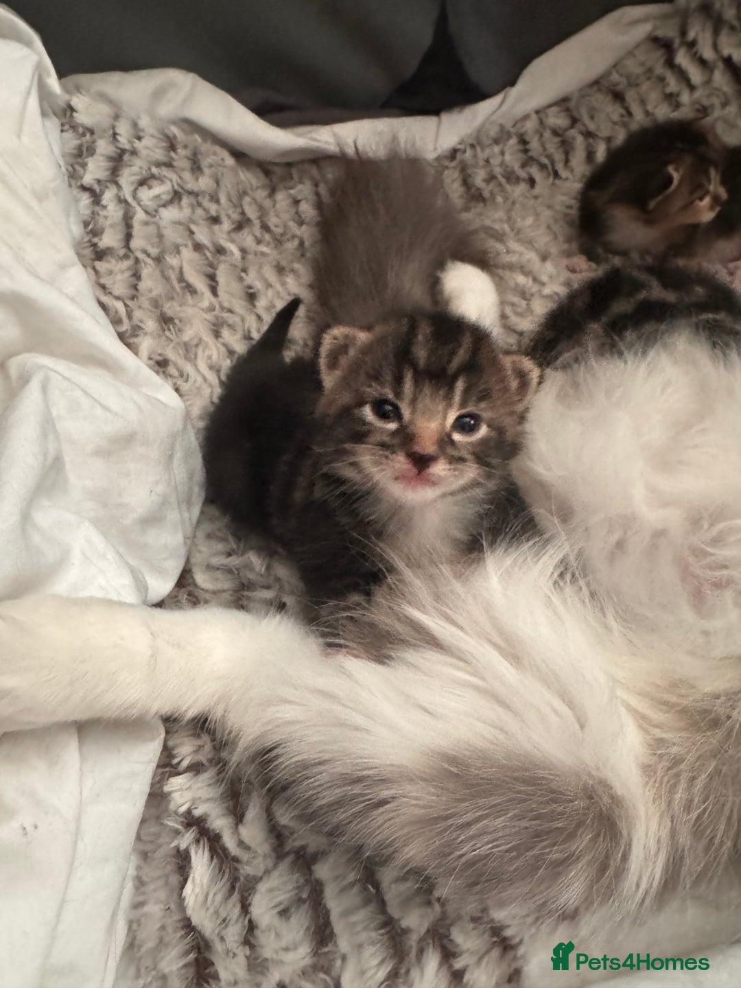 Mixed Breed cats for sale: 4 beautiful mixed breed kittens  - Image 1