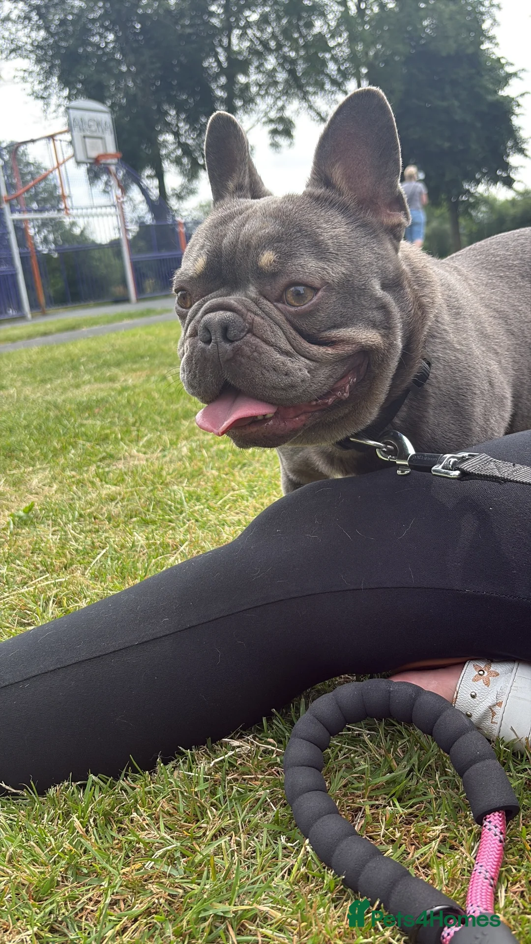 French Bulldog dogs for sale: Gucci in West Bromwich - Advert 1