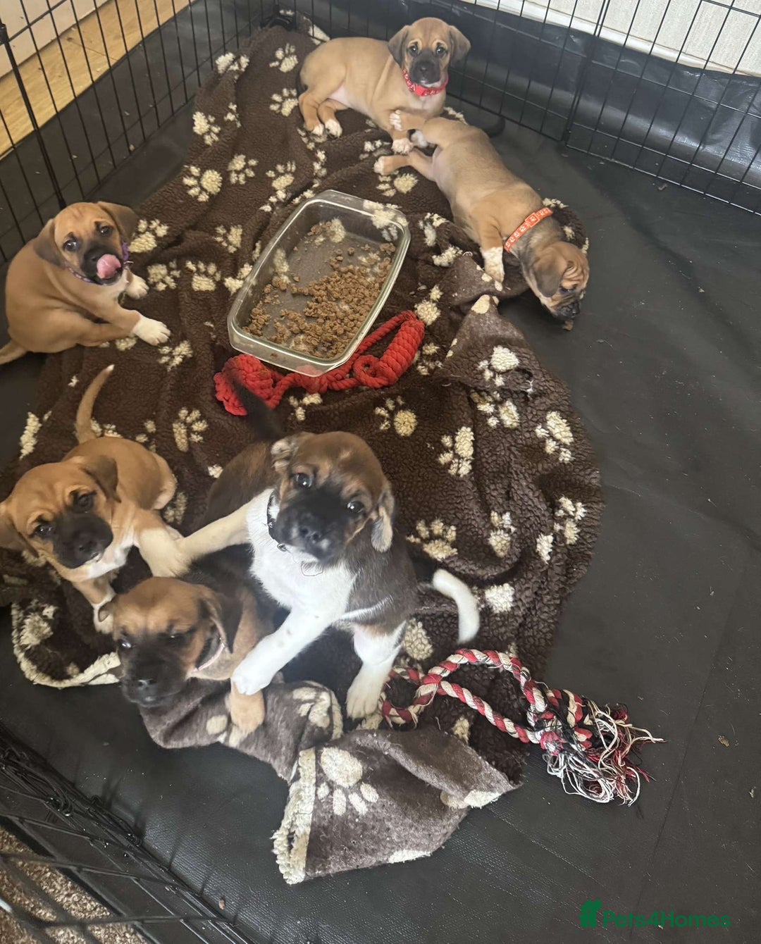 Puggle dogs for sale:  Puggle’s For Sale 🐶  - Image 10