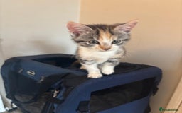 Mixed Breed cats for sale: Ragamese x Russian Blue - Image 1