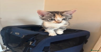 Mixed Breed cats - Advert 8