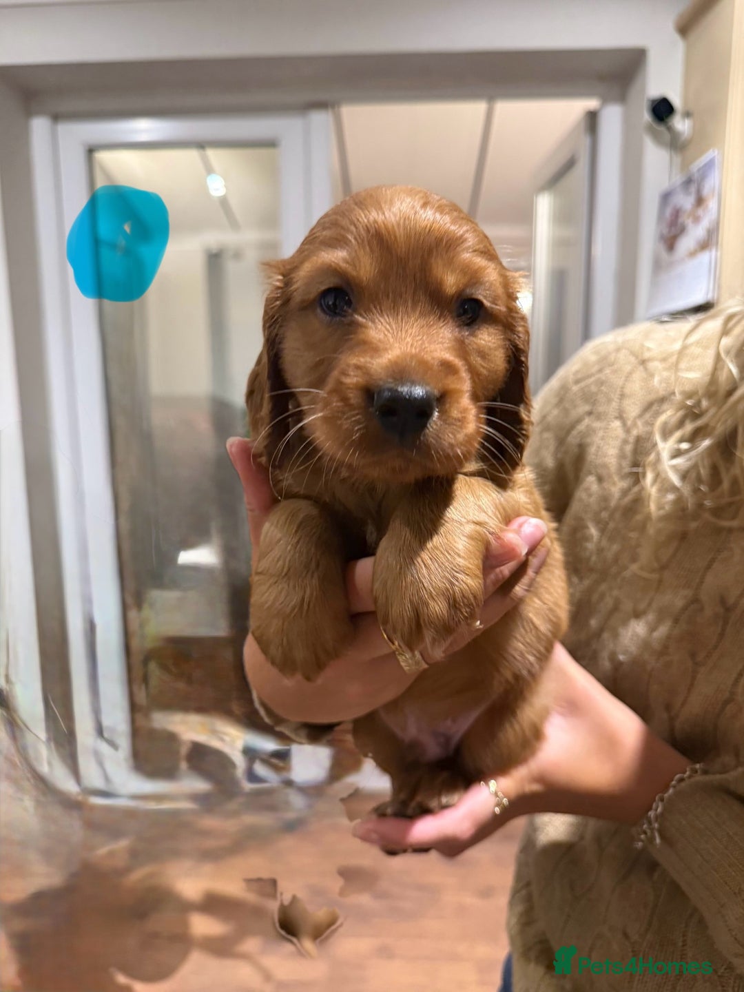 Cocker Spaniel dogs for sale: Gorgeous litter of cocker spaniel pups - Advert 12