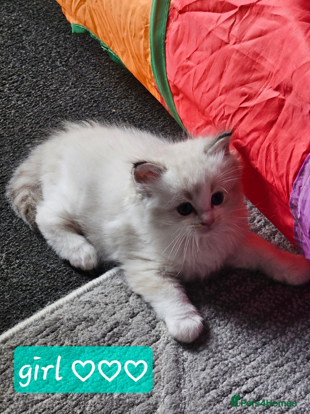 Ragdoll cats for sale: Tica registeeed tabby bicolour ragdolls - Image 28