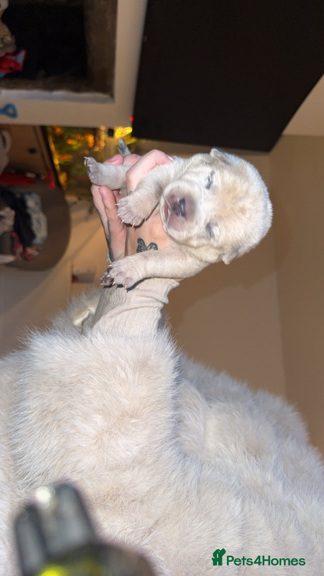 Mixed Breed dogs for sale: American bulldog / chowchow  - Advert 13