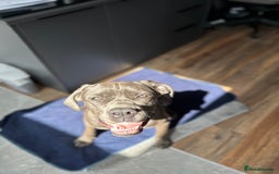 Cane Corso dogs for sale: Nellie 11 month old cane corso  - Image 1