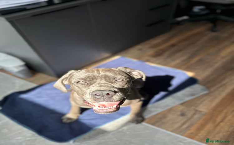 Cane Corso dogs - Advert 2