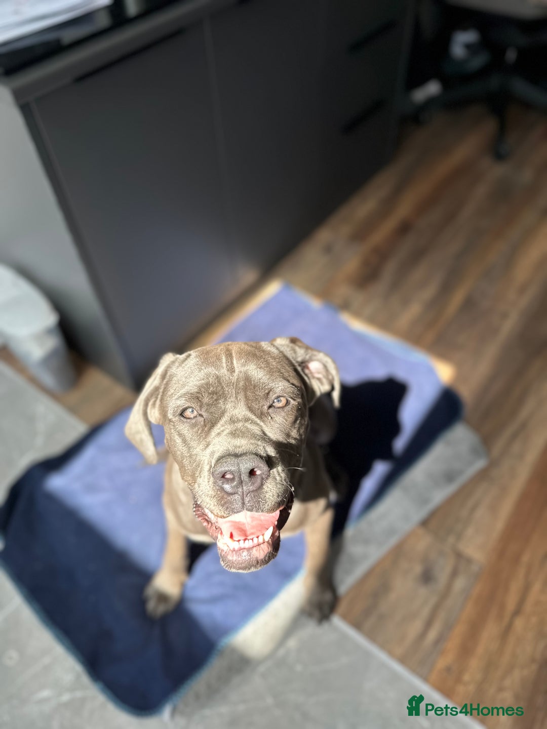 Cane Corso dogs for sale: Nellie 11 month old cane corso  - Image 1