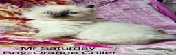 Ragdoll cats for sale: Stunning Ragdoll Kittens Looking for Forever Homes - Advert 19