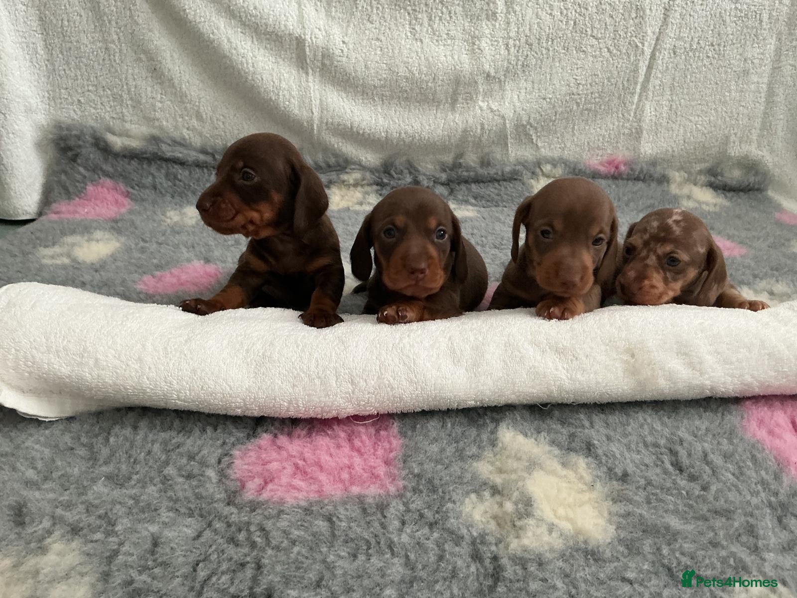 Miniature Dachshund dogs 🤩4 stunning miniature dachshund 🤩 - Advert 18