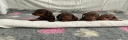 Miniature Dachshund dogs for sale: 🤩4 stunning miniature dachshund 🤩 - Advert 2