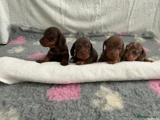 Miniature Dachshund dogs 🤩4 stunning miniature dachshund 🤩 - Advert 1