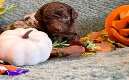 Miniature Poodle dogs for sale: Beautiful Miniature Poodle pups  - Image 16