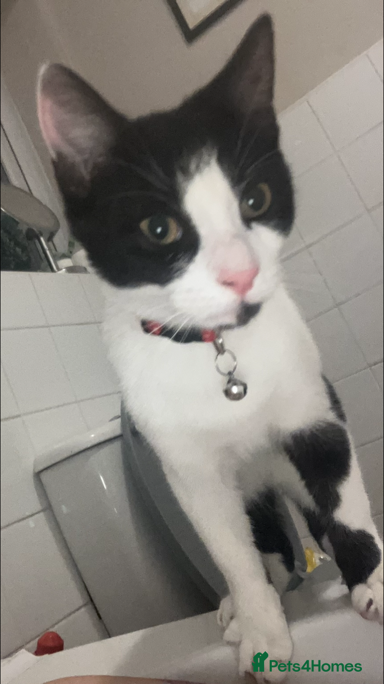 Mixed Breed cats for sale: Two young cats for rehoming  - Advert 4