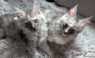 Maine Coon cats - Advert 13