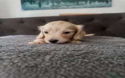 Miniature Dachshund dogs for sale: 2 male long-haired cream miniature dachshunds🩵 - Image 9