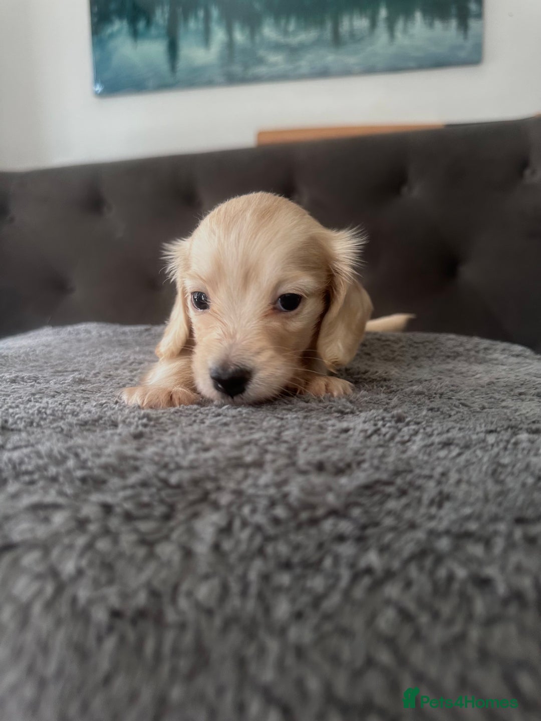 Miniature Dachshund dogs for sale: 2 male long-haired cream miniature dachshunds🩵 - Image 9