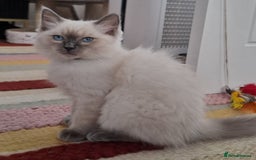 Ragdoll cats for sale: LAST TWO GCCF Ragdolls 1 boy and 1 girl left - Image 10