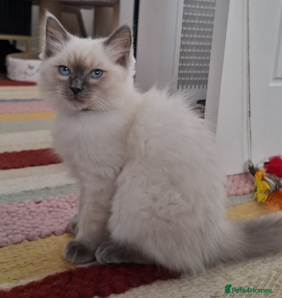 Ragdoll cats for sale: LAST TWO GCCF Ragdolls 1 boy and 1 girl left - Image 10