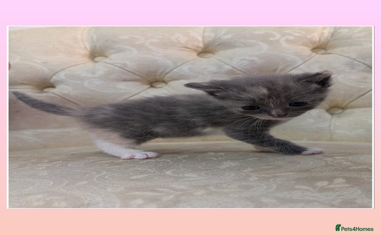 Mixed Breed cats - Advert 1