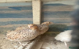 Chickens poultry for sale: Beautiful cock, Pigeon,Quail,H-egg,priceseparate  in Barking - Image 13
