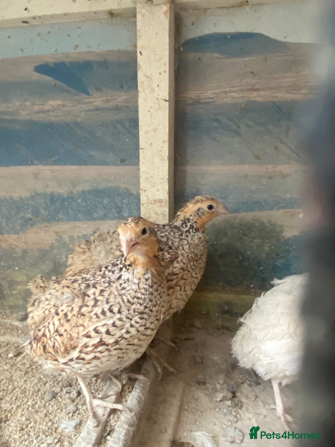 Chickens poultry for sale: Beautiful cock, Pigeon,Quail,H-egg,priceseparate  in Barking - Image 13