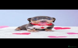Miniature Dachshund dogs for sale: BLUE DAPPLE & BLUE TAN PUPS AVAILABLE  - Image 6