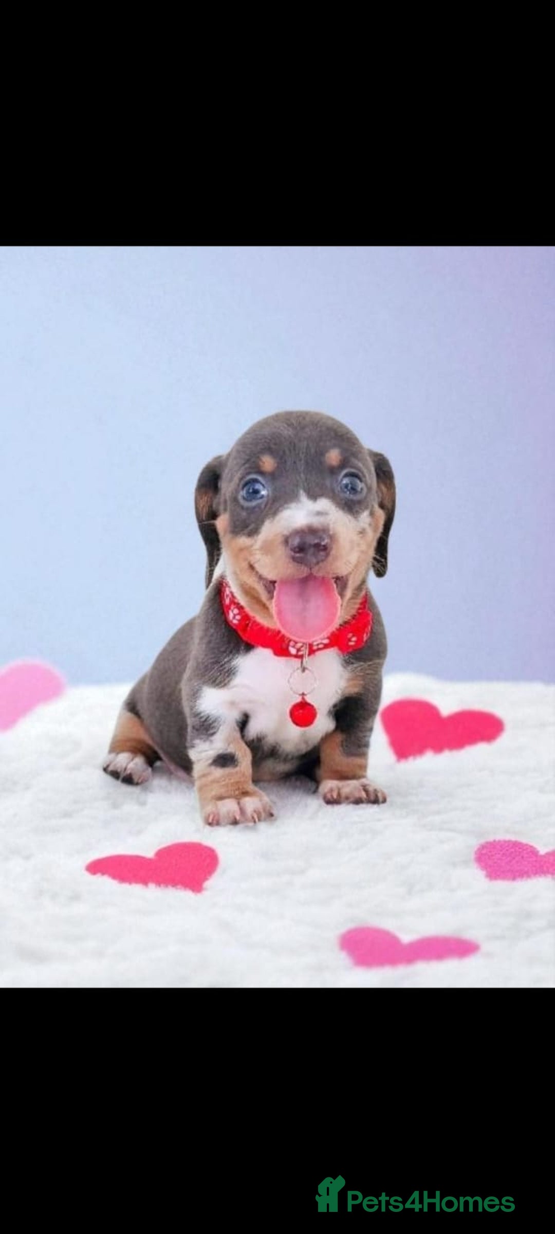 Miniature Dachshund dogs for sale: BLUE DAPPLE & BLUE TAN PUPS AVAILABLE  - Image 6