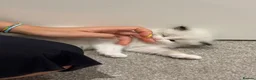 Ragdoll cats for sale: 2 Seal Bicolor Ragdoll Kitten for sale - Advert 4