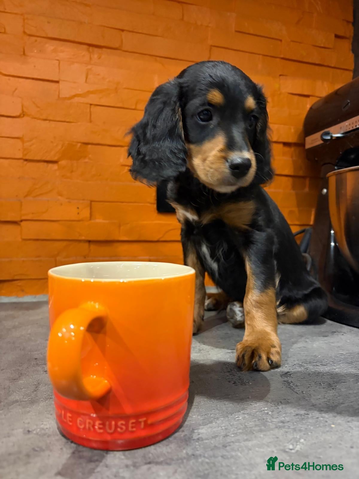 Cockapoo dogs F2 Cockapoo Puppies - Home Bred - Advert 2