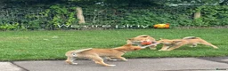 Japanese Shiba Inu dogs for sale: IZAIGA Shiba Inu –Breeder Co-Ownership Opportunity - Advert 8