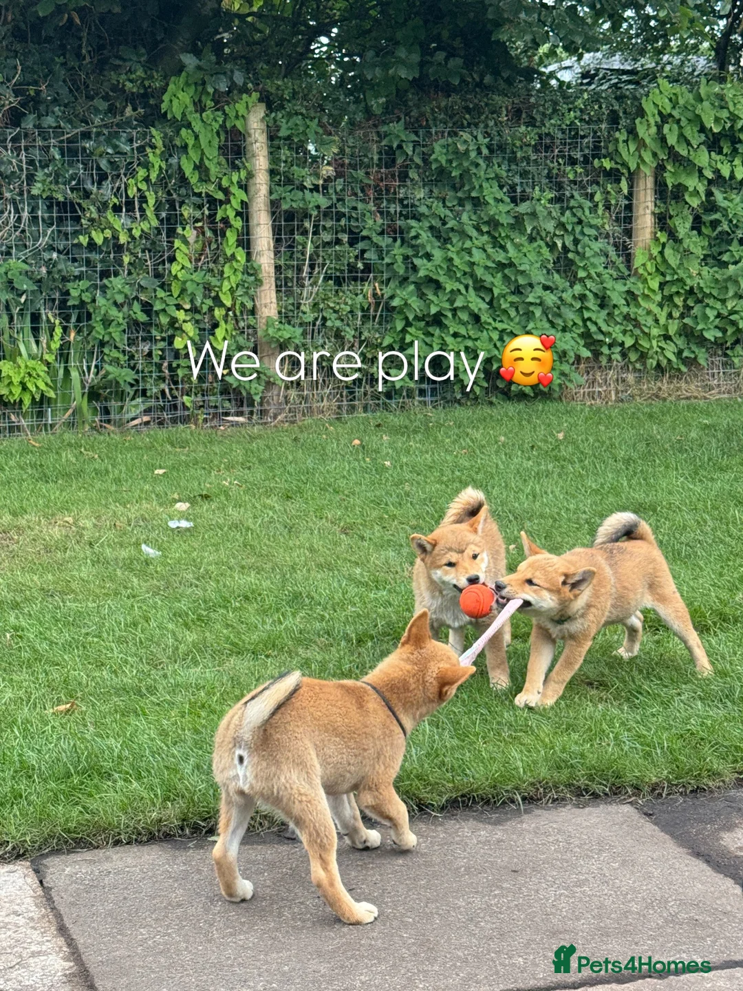 Japanese Shiba Inu dogs for sale: IZAIGA Shiba Inu –Breeder Co-Ownership Opportunity - Advert 8
