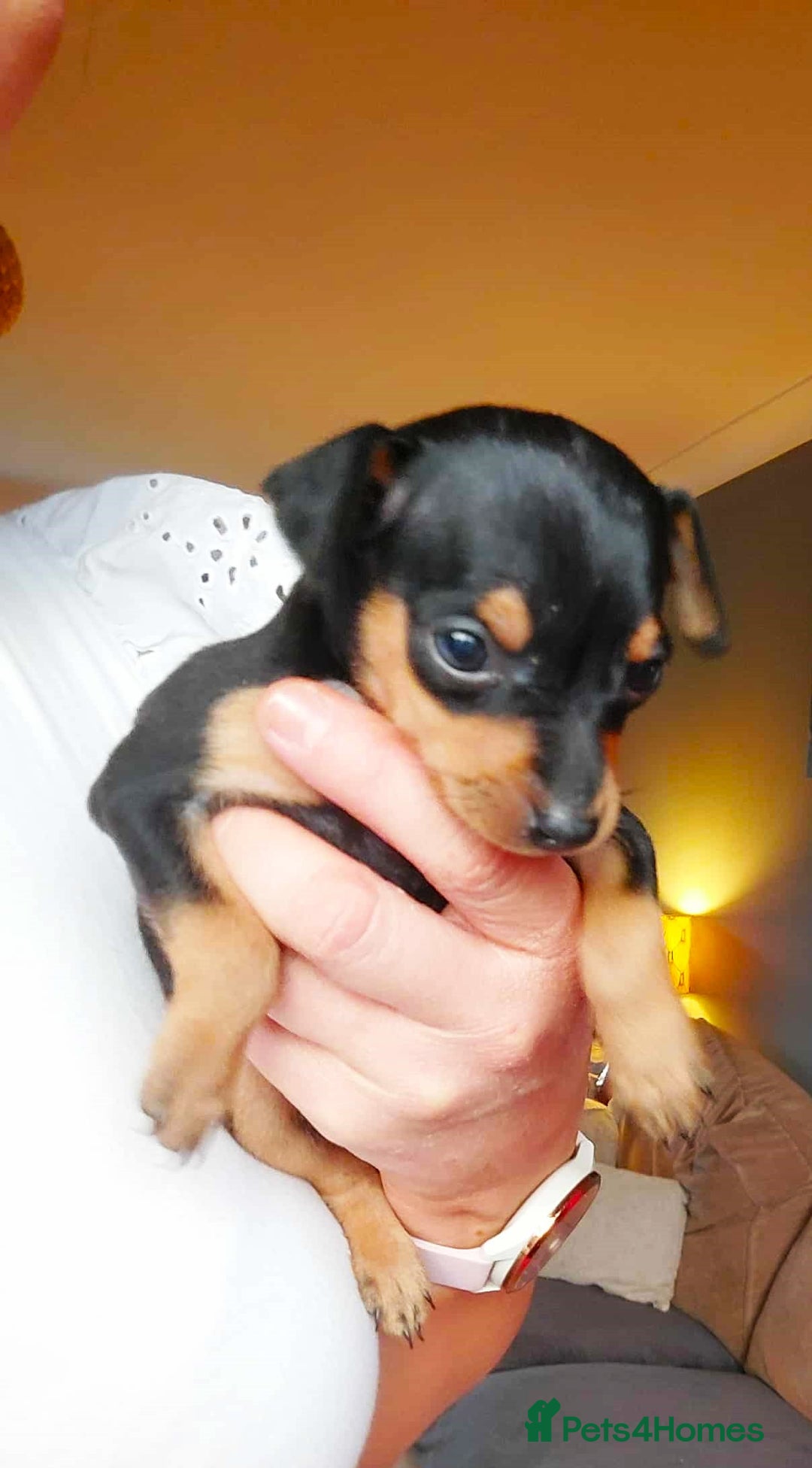 Miniature Pinscher dogs for sale: LAST PUPPY - LADYLUCKPINS KC MIN PINS - Advert 20
