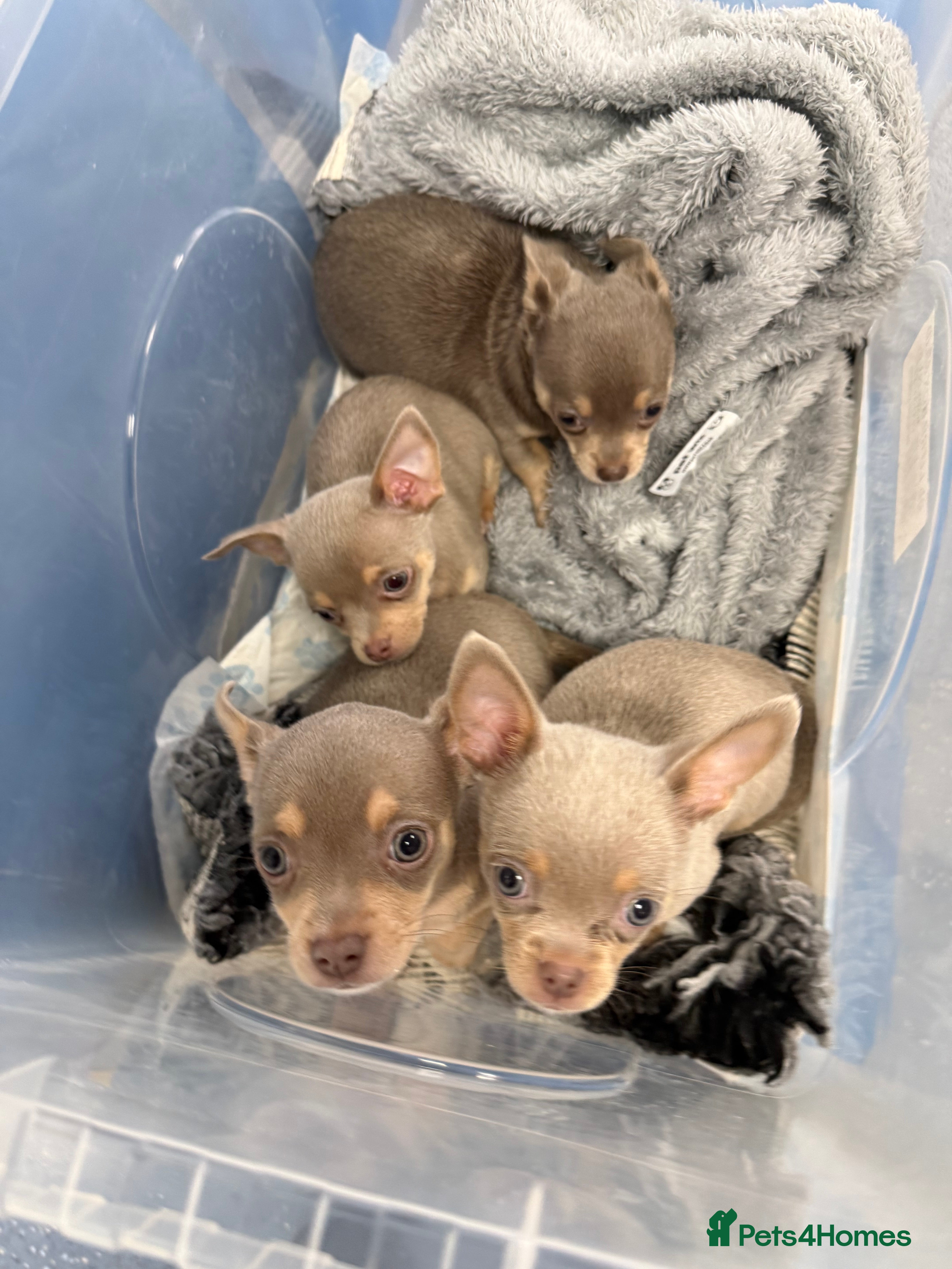 Chihuahua dogs Rare Lilac & Tan Smooth Coat Chihuahua Puppies - Advert 17