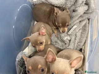 Chihuahua dogs Rare Lilac & Tan Smooth Coat Chihuahua Puppies - Advert 17