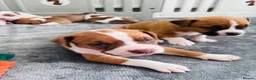 Staffordshire Bull Terrier dogs for sale: Staffordshire bull terrier puppies in Worksop - Advert 5