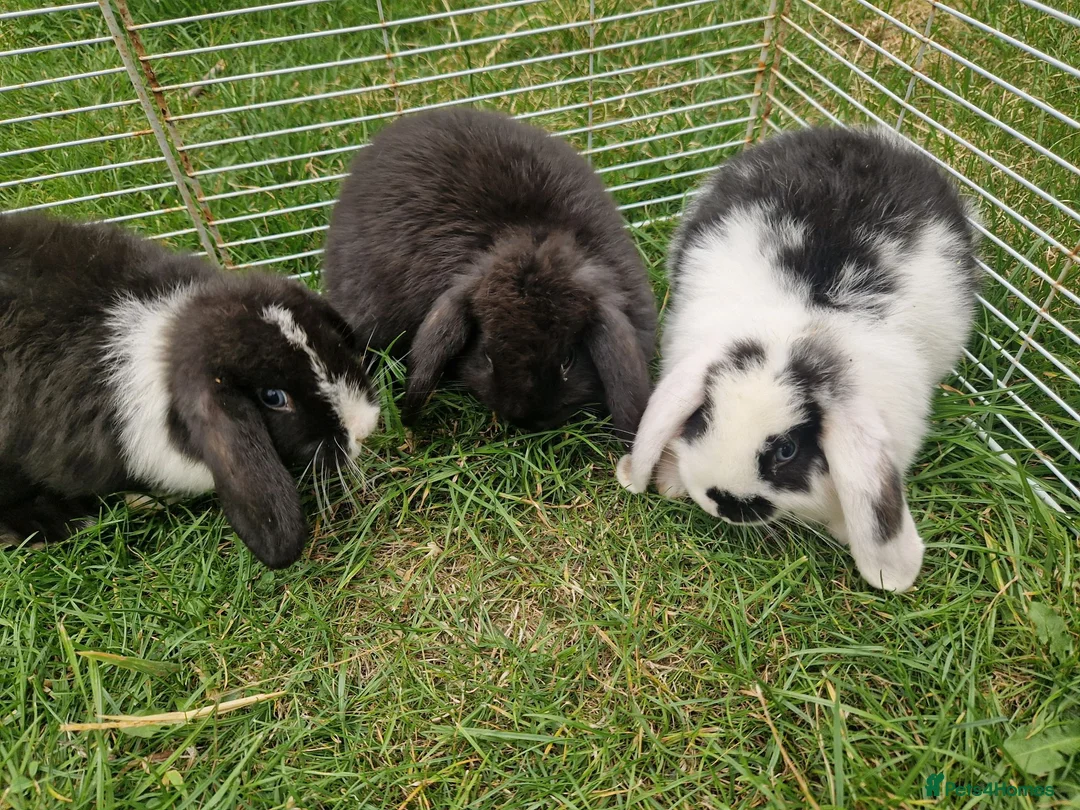Mini Lop rabbits for sale: Mini Lops Ready Now - Advert 1