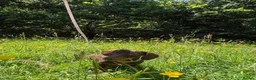 Miniature Dachshund dogs for sale: Miniature dachshund  - Advert 7