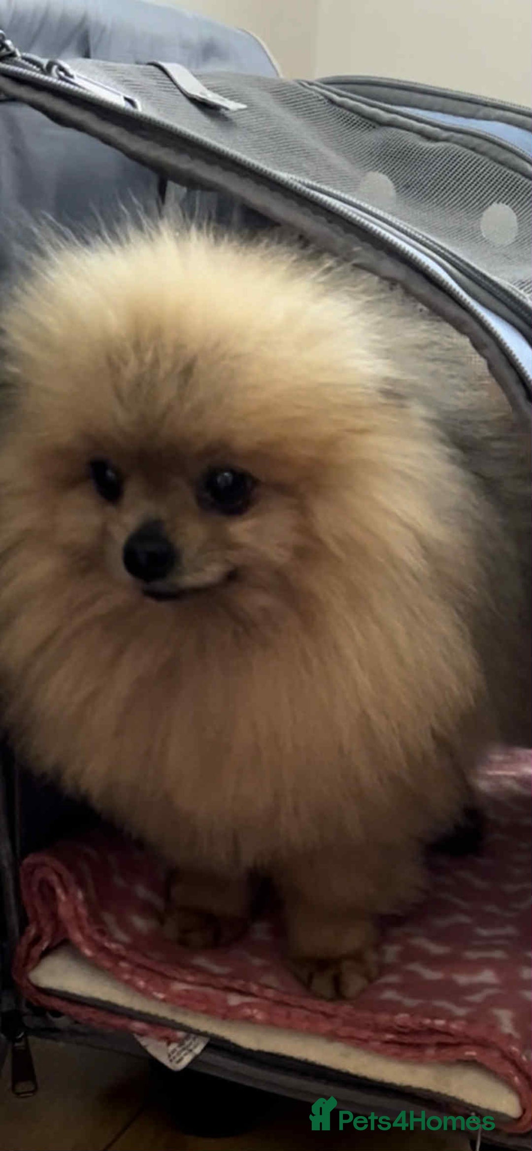 Pomeranian dogs for stud: 3 years old, ** pom open for stud - Image 2