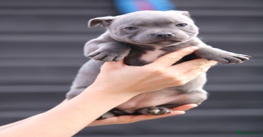 Staffordshire Bull Terrier dogs - Advert 2