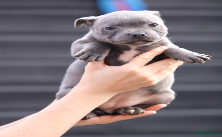 Staffordshire Bull Terrier dogs - Advert 2