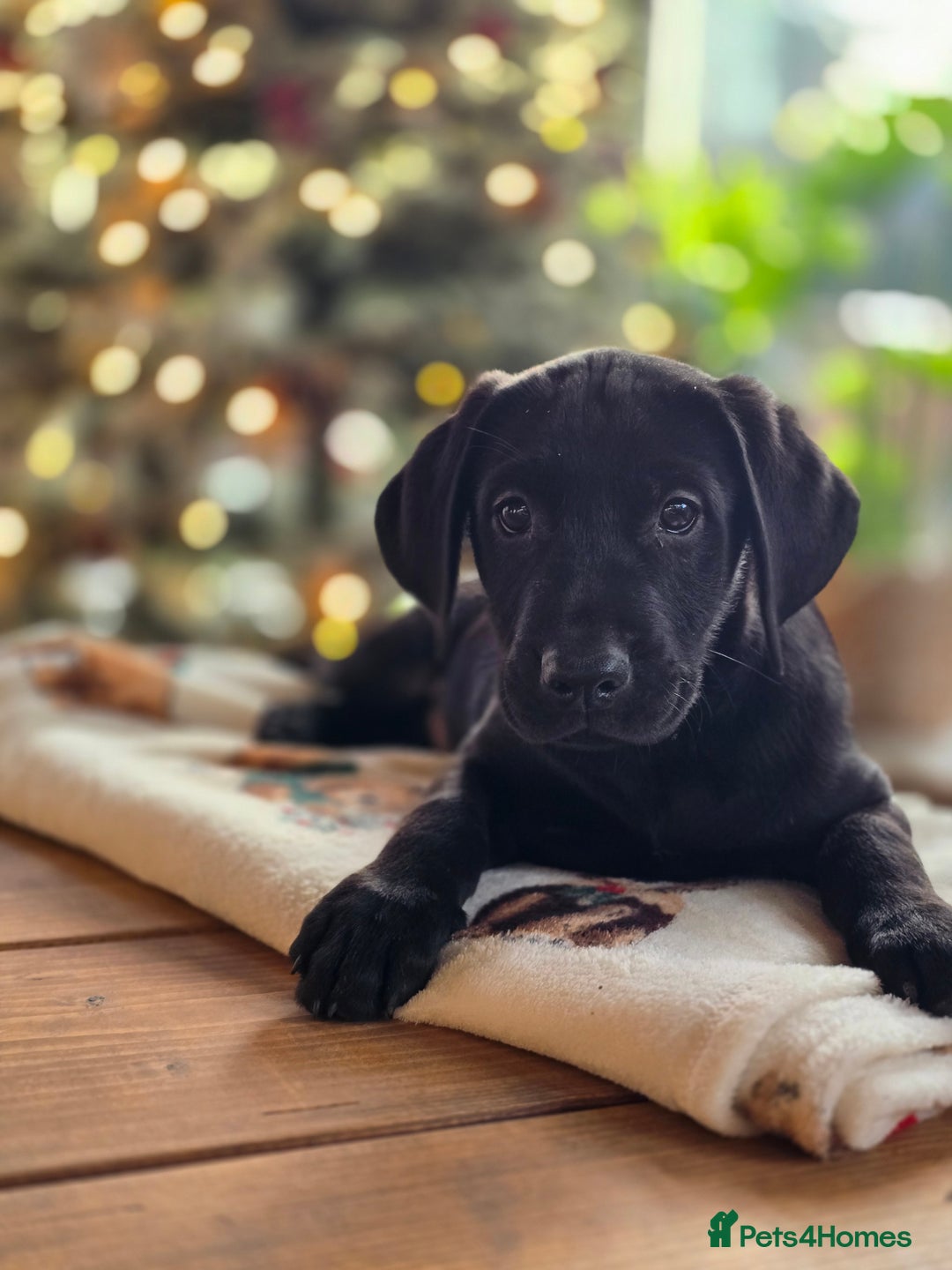 Labrador Retriever dogs for sale: One black boy looking for his forever family - Advert 5
