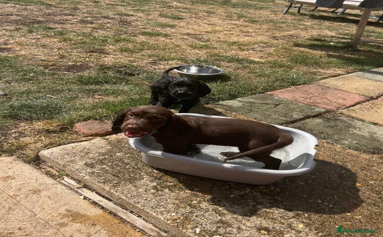 Cocker Spaniel dogs - Advert 10